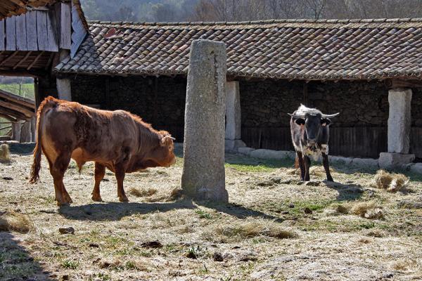 Corral de Chinato