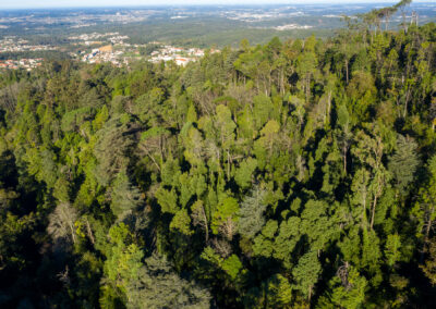 Vista aérea general del Bosque