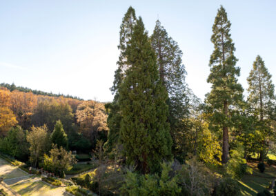 Vistas del arbolado del jardín desde la terraza intermedia de los bojes