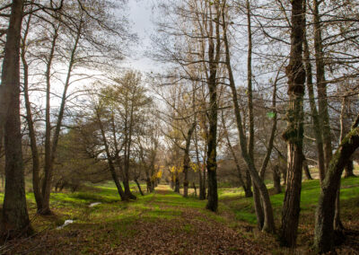 Paseo de la alameda y prado bajo