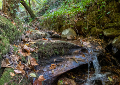 Sendero Bosque Relicario