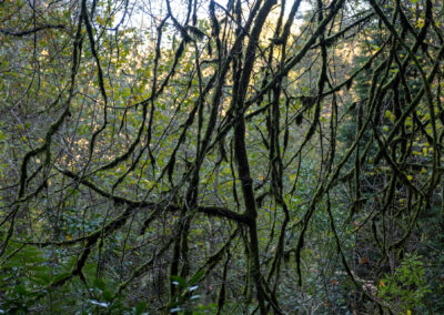 Distintos ejemplares de especies arbóreas