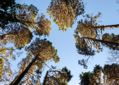 Distintos ejemplares de especies arbóreas