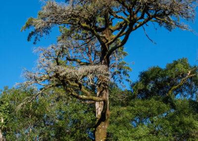 Distintos ejemplares de especies arbóreas