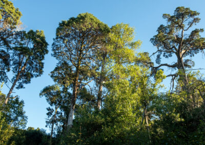 Distintos ejemplares de especies arbóreas