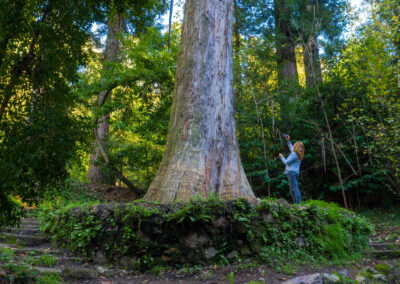 Ejemplar de cedro do Bussaco (Cupresus lusitanica)